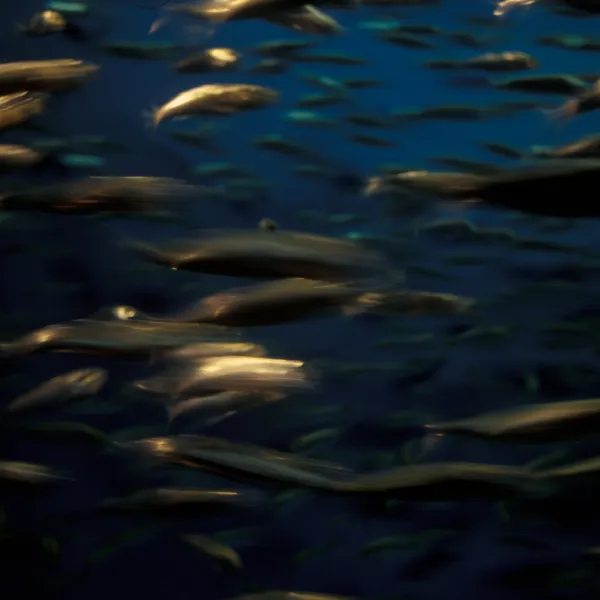 Pisciculture Air Liquide